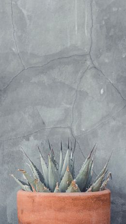 wall, concrete, gray Wallpaper 640x1136