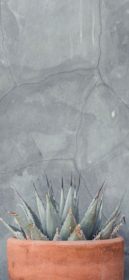 wall, concrete, gray Wallpaper 1080x2340