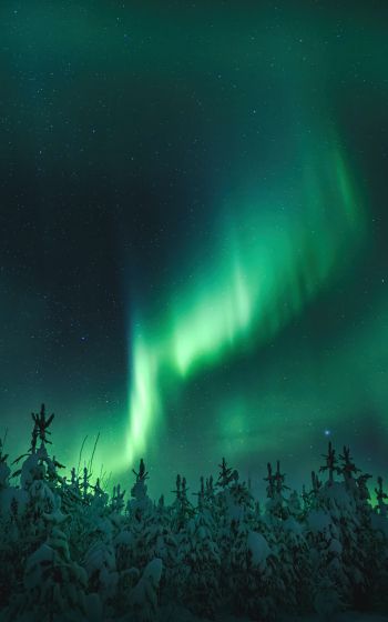 northern lights, night, green Wallpaper 800x1280