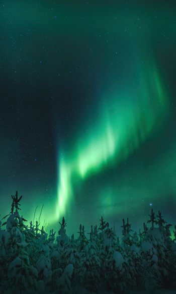 northern lights, night, green Wallpaper 1200x2000