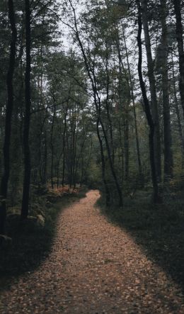 forest trail, forest Wallpaper 600x1024