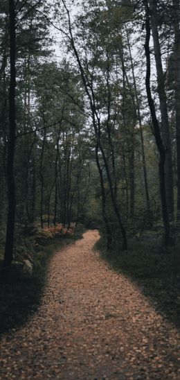 forest trail, forest Wallpaper 1440x3040