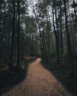 forest trail, forest Wallpaper 5304x6630