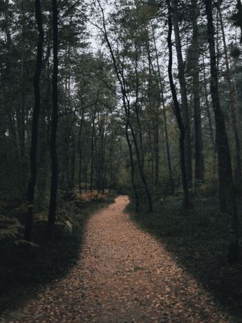 forest trail, forest Wallpaper 2048x2732