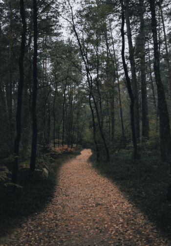 forest trail, forest Wallpaper 1640x2360