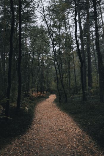 forest trail, forest Wallpaper 640x960
