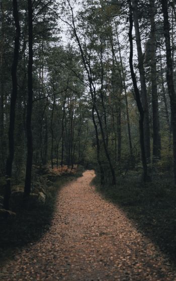 forest trail, forest Wallpaper 1600x2560
