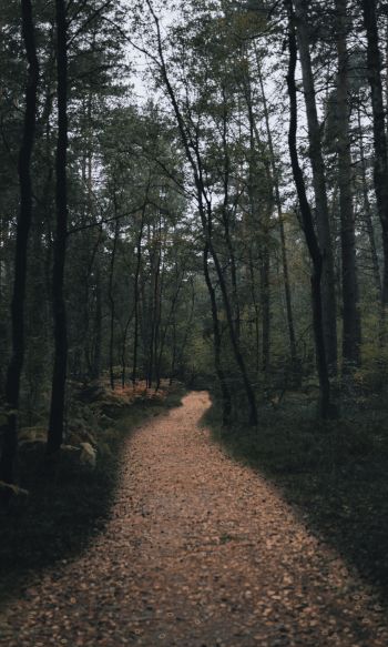 forest trail, forest Wallpaper 1200x2000