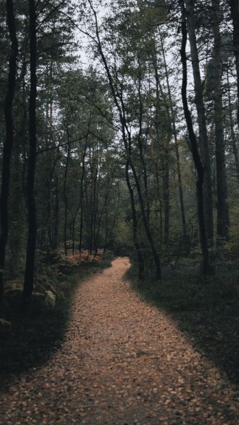 forest trail, forest Wallpaper 640x1136