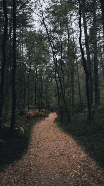 forest trail, forest Wallpaper 720x1280