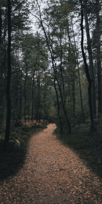 forest trail, forest Wallpaper 720x1440