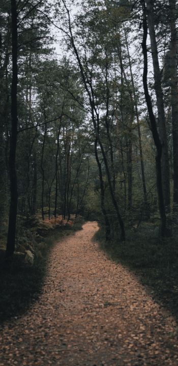 forest trail, forest Wallpaper 1080x2220
