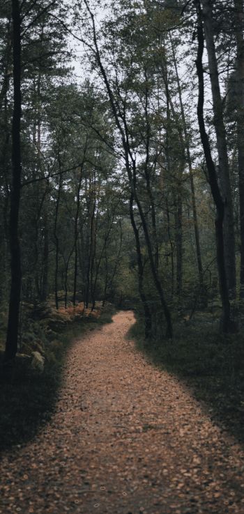 forest trail, forest Wallpaper 1080x2280