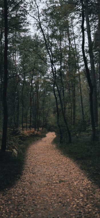 forest trail, forest Wallpaper 1125x2436