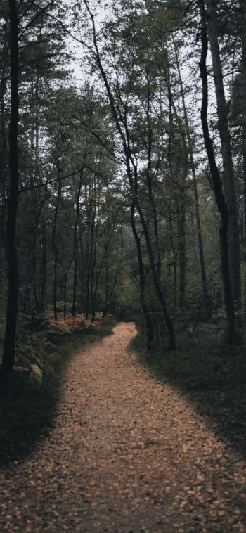forest trail, forest Wallpaper 1080x2340