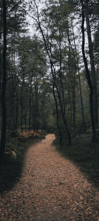 forest trail, forest Wallpaper 1440x3200