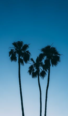 palm trees, blue sky Wallpaper 600x1024