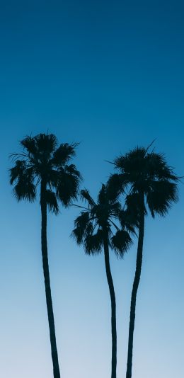 Обои 1080x2220 пальмы, голубое небо