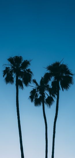 Обои 1080x2280 пальмы, голубое небо