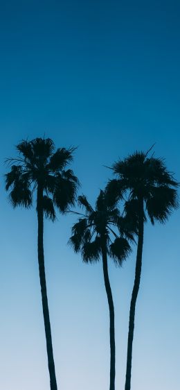Обои 1170x2532 пальмы, голубое небо