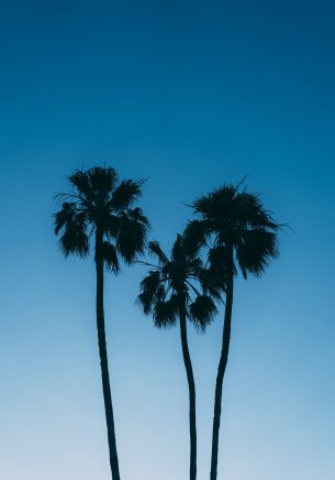 palm trees, blue sky Wallpaper 1668x2388