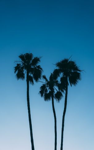 Обои 1752x2800 пальмы, голубое небо