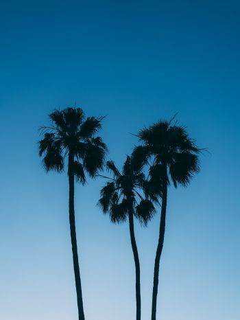Обои 2048x2732 пальмы, голубое небо