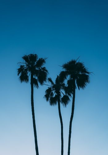Обои 1640x2360 пальмы, голубое небо