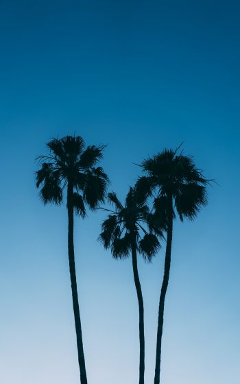 Обои 800x1280 пальмы, голубое небо