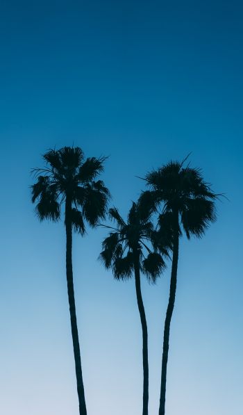 Обои 600x1024 пальмы, голубое небо