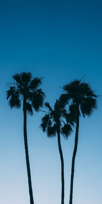 Обои 720x1440 пальмы, голубое небо