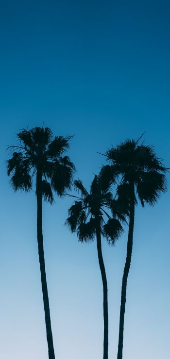 Обои 1440x3040 пальмы, голубое небо