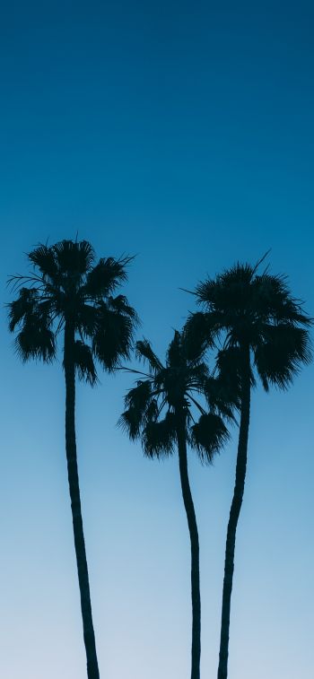 Обои 1284x2778 пальмы, голубое небо