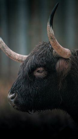 buffalo, muzzle, horns Wallpaper 750x1334