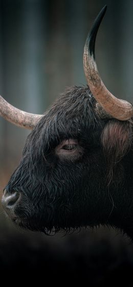 buffalo, muzzle, horns Wallpaper 1170x2532