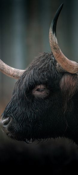 buffalo, muzzle, horns Wallpaper 1080x2400