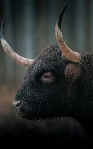 buffalo, muzzle, horns Wallpaper 1600x2560