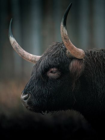 buffalo, muzzle, horns Wallpaper 1536x2048