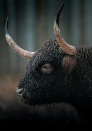 buffalo, muzzle, horns Wallpaper 1668x2388
