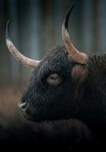 buffalo, muzzle, horns Wallpaper 1640x2360