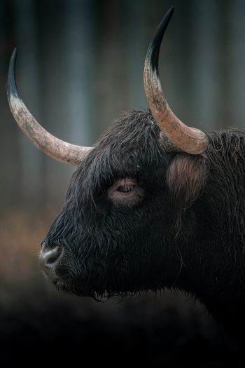 buffalo, muzzle, horns Wallpaper 640x960