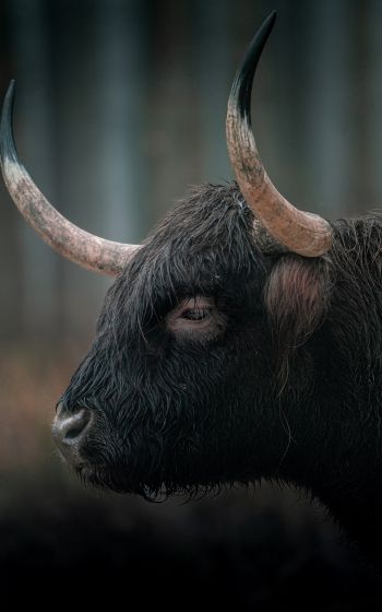 buffalo, muzzle, horns Wallpaper 800x1280