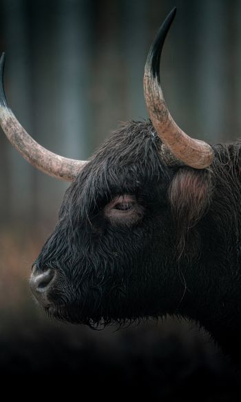 buffalo, muzzle, horns Wallpaper 1200x2000