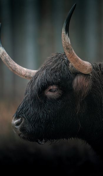 buffalo, muzzle, horns Wallpaper 600x1024