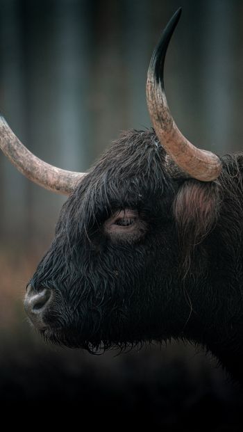 buffalo, muzzle, horns Wallpaper 640x1136