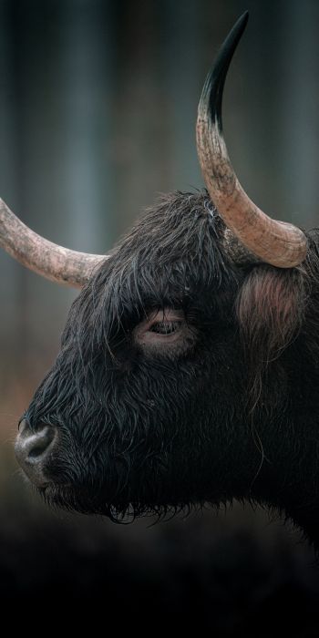 buffalo, muzzle, horns Wallpaper 720x1440