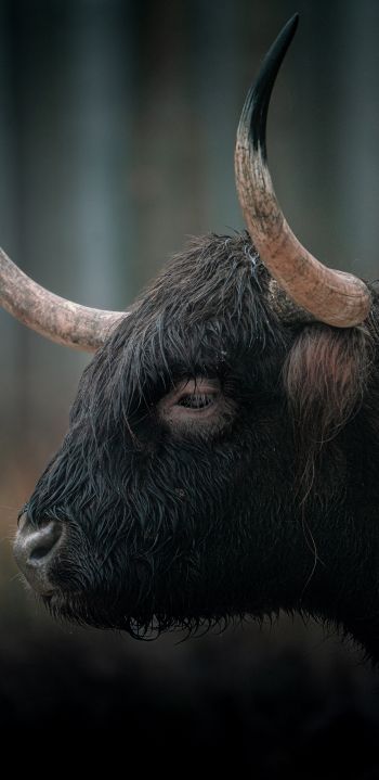 buffalo, muzzle, horns Wallpaper 1440x2960