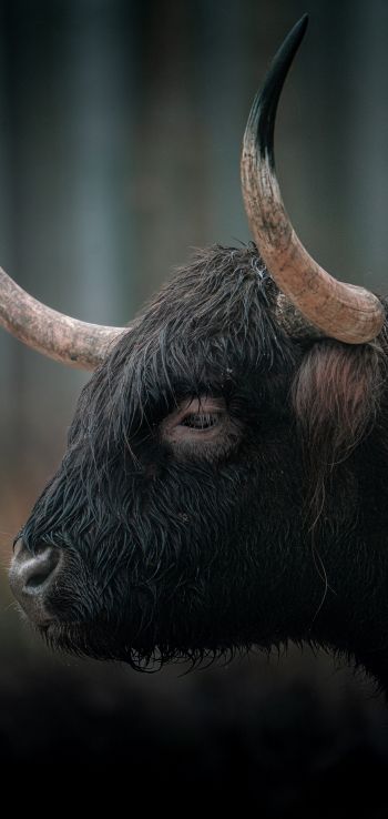 buffalo, muzzle, horns Wallpaper 1440x3040