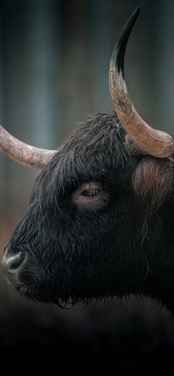 buffalo, muzzle, horns Wallpaper 1284x2778