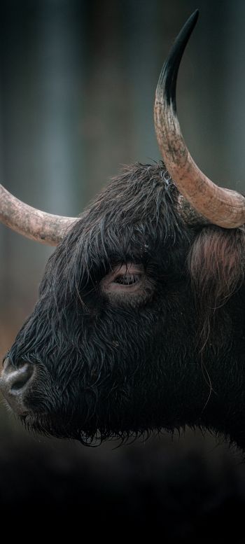 buffalo, muzzle, horns Wallpaper 720x1600